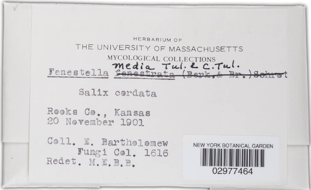 Fenestella media image
