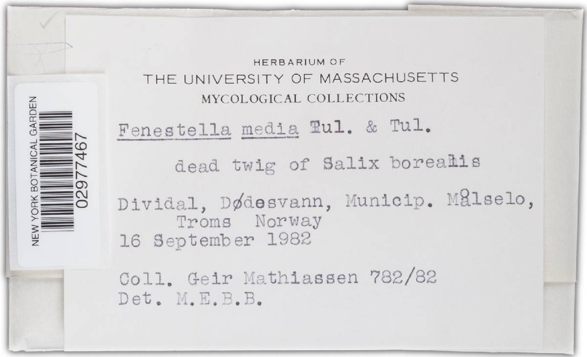 Fenestella image