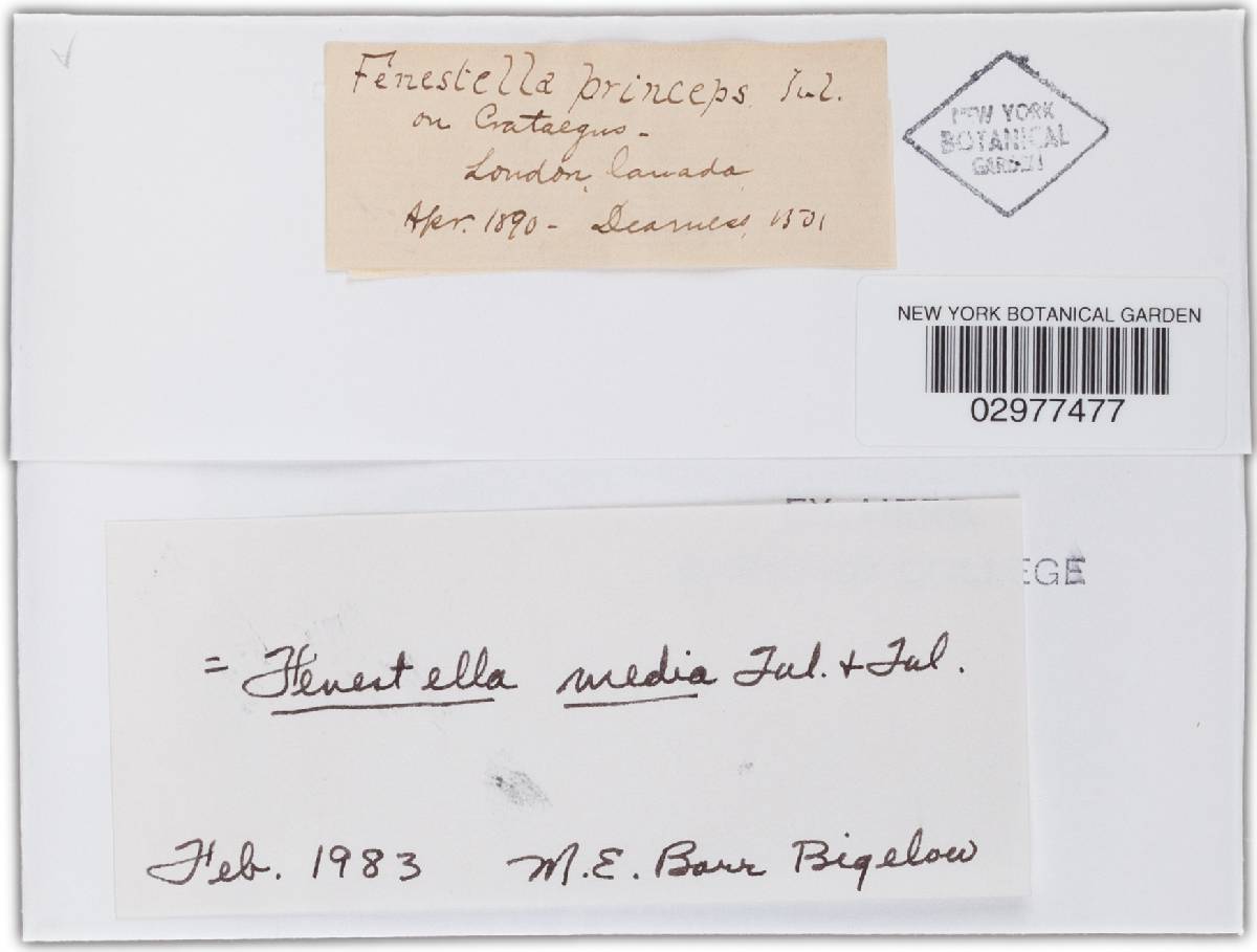 Fenestella media image