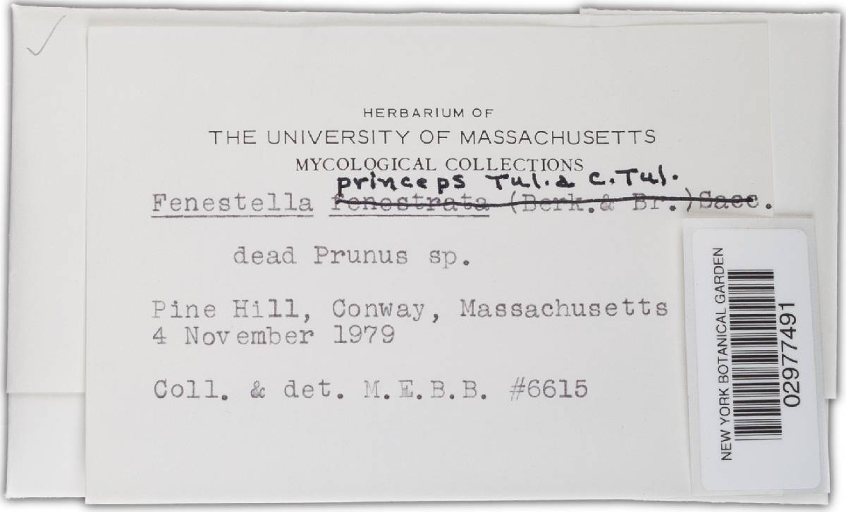 Fenestella princeps image