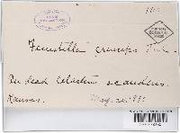 Fenestella princeps image