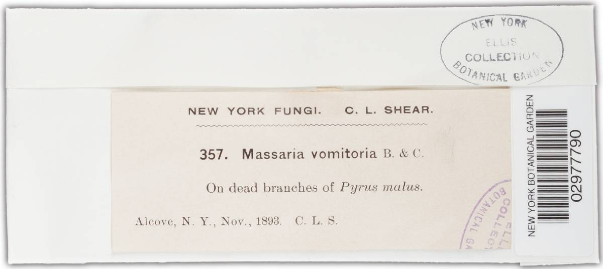 Massaria pyri image