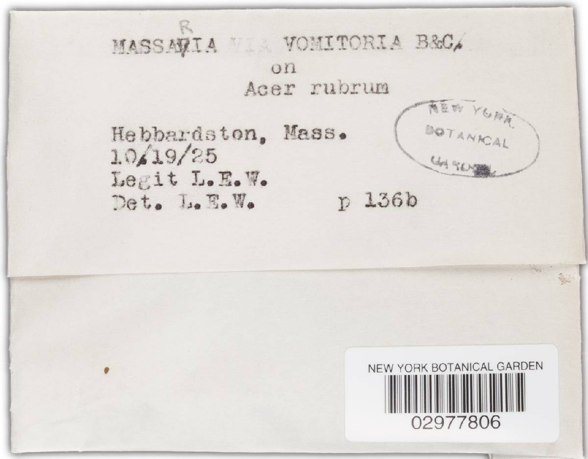 Massaria vomitoria image