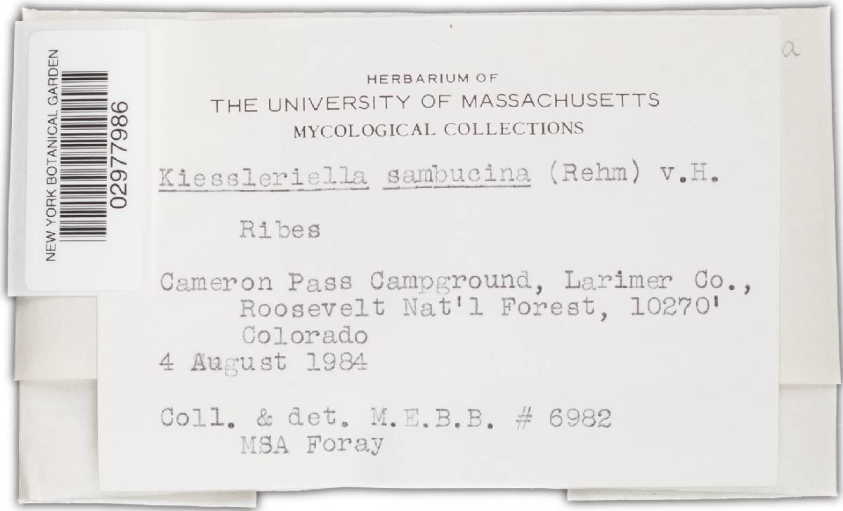 Keissleriella sambucina image