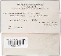 Melanomma caryophagum image