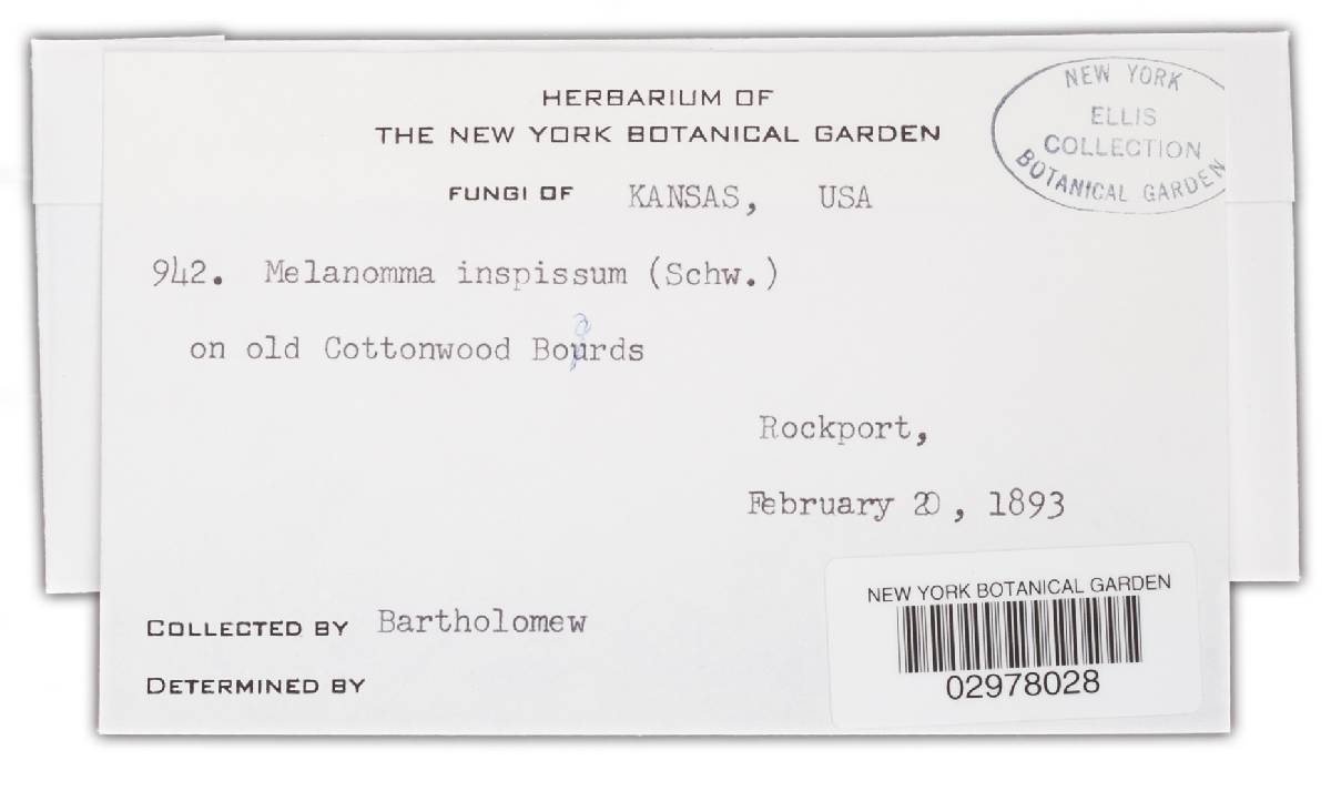 Melanomma inspissum image