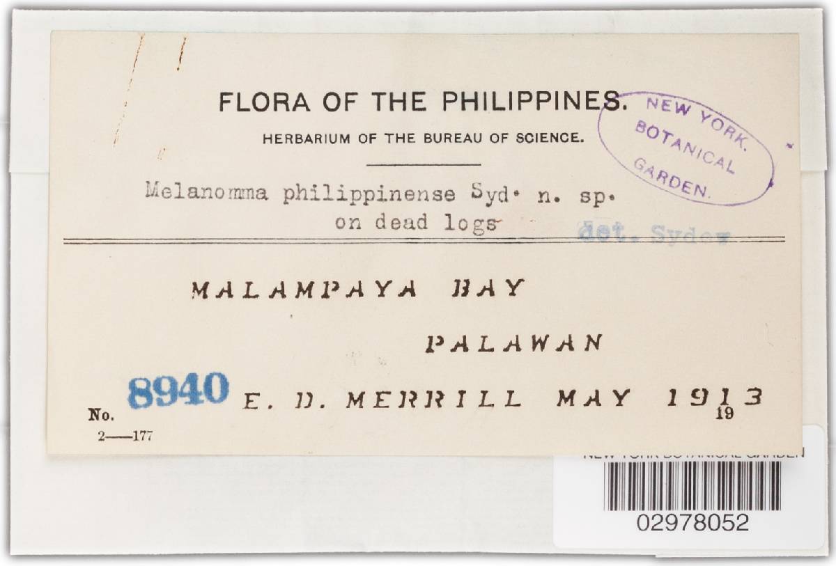 Melanomma philippinense image