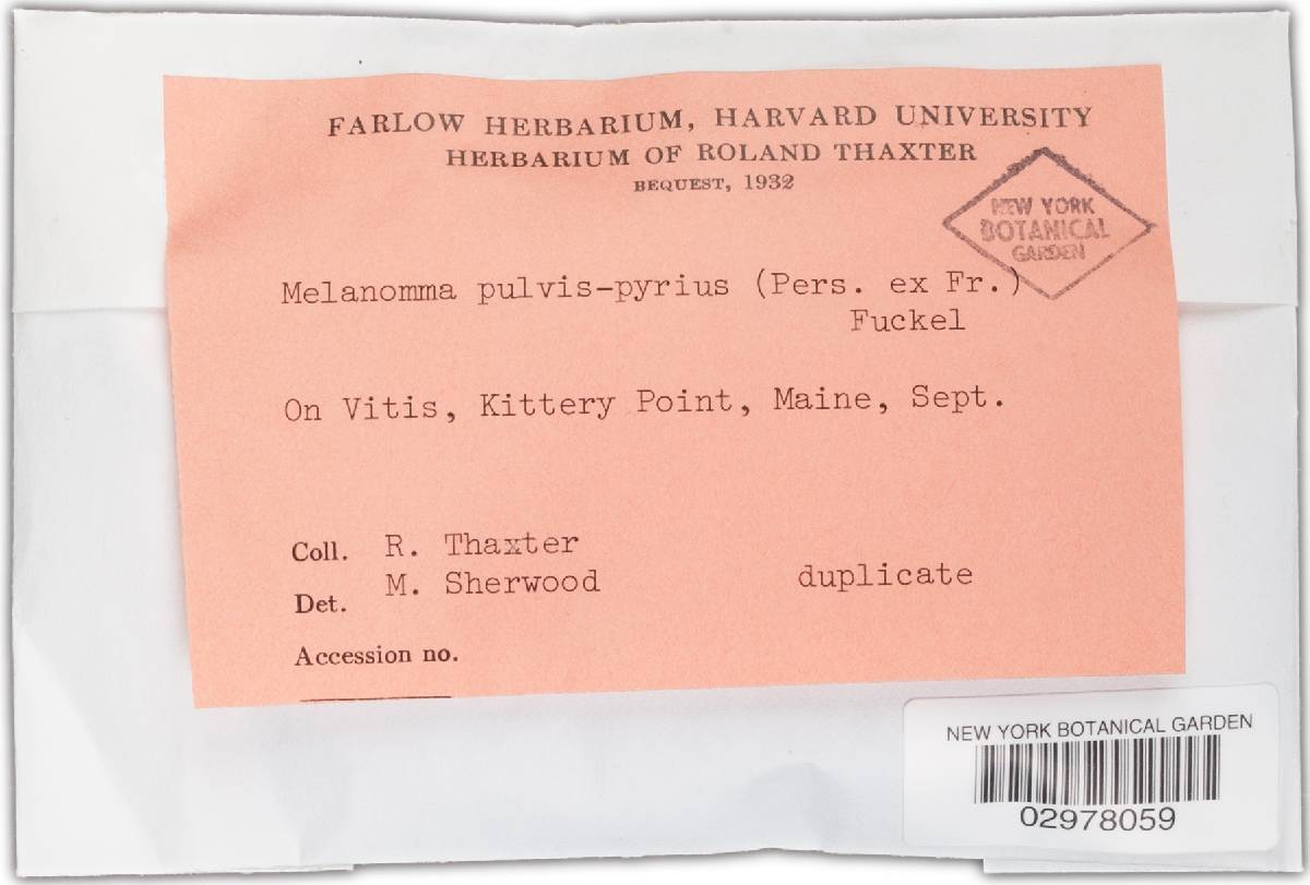 Melanomma image