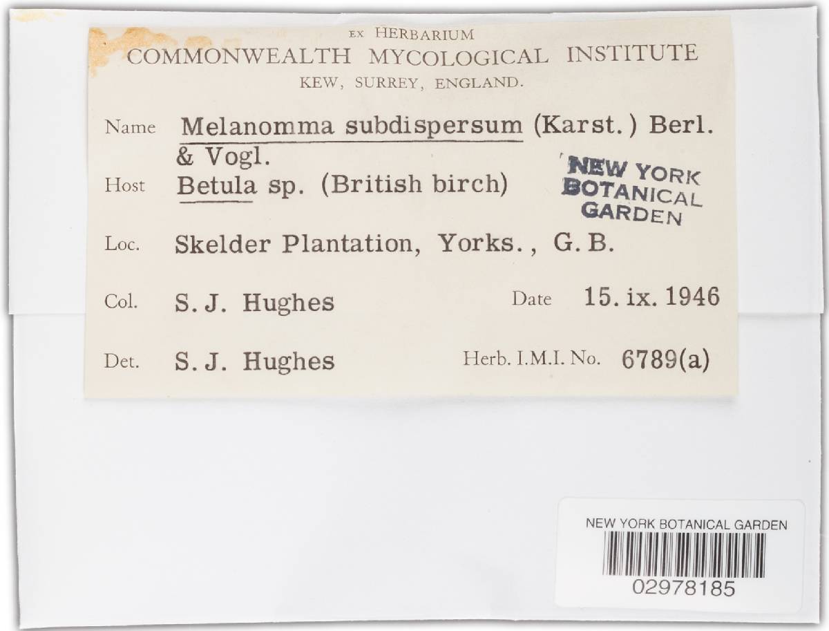 Melanomma subdispersum image