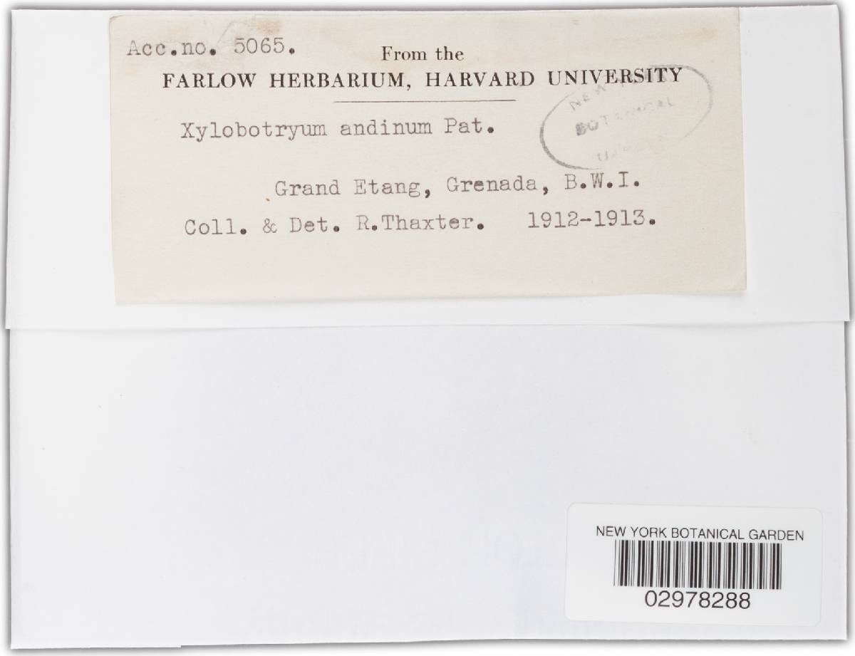 Xylobotryum andinum image