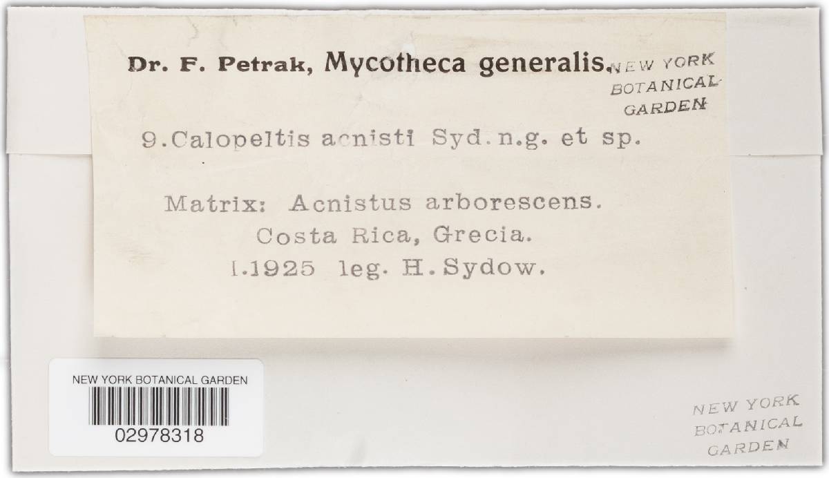 Calopeltis acnisti image