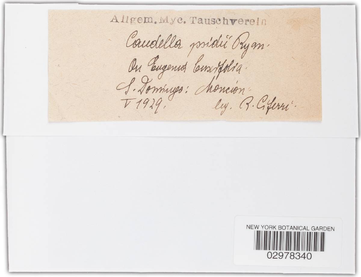 Caudella psidii image