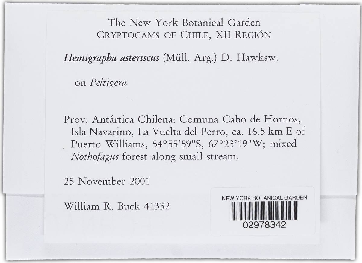 Hemigrapha asteriscus image