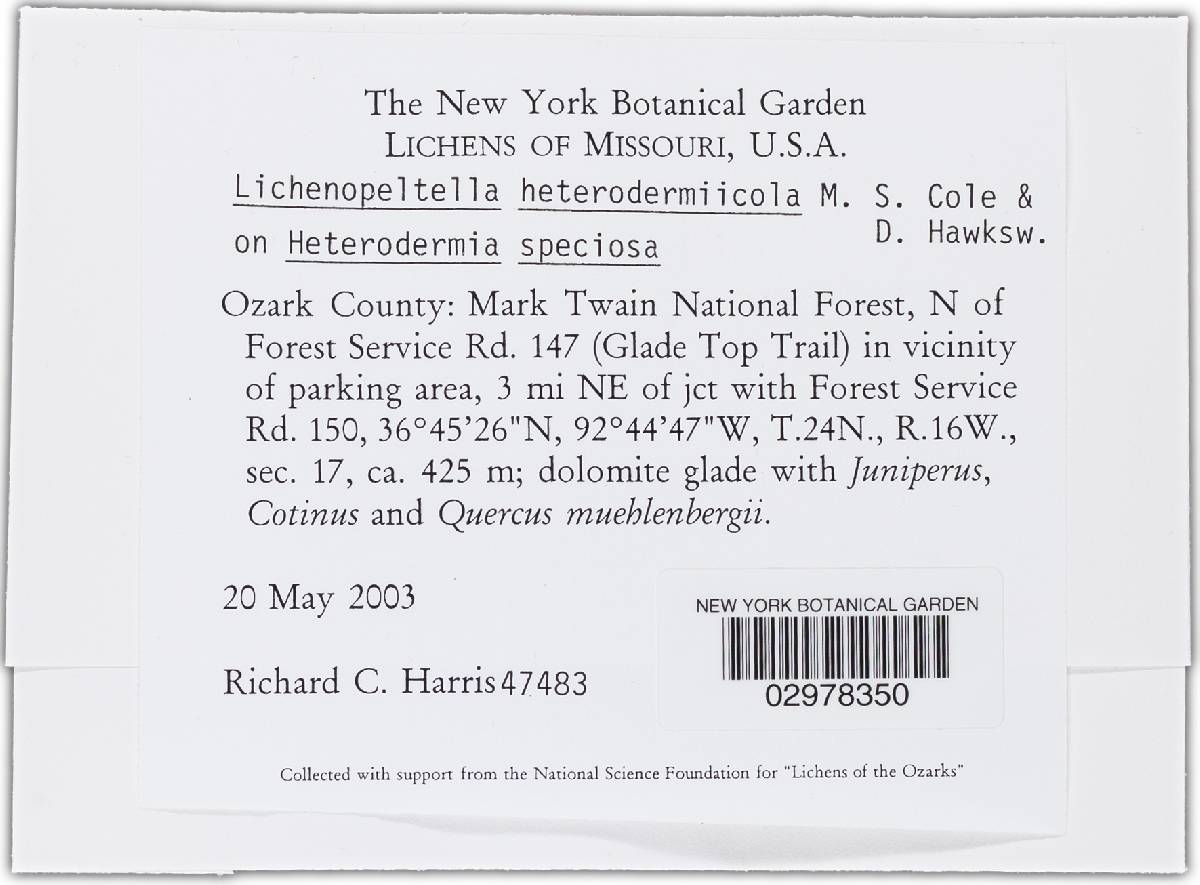 Lichenopeltella image