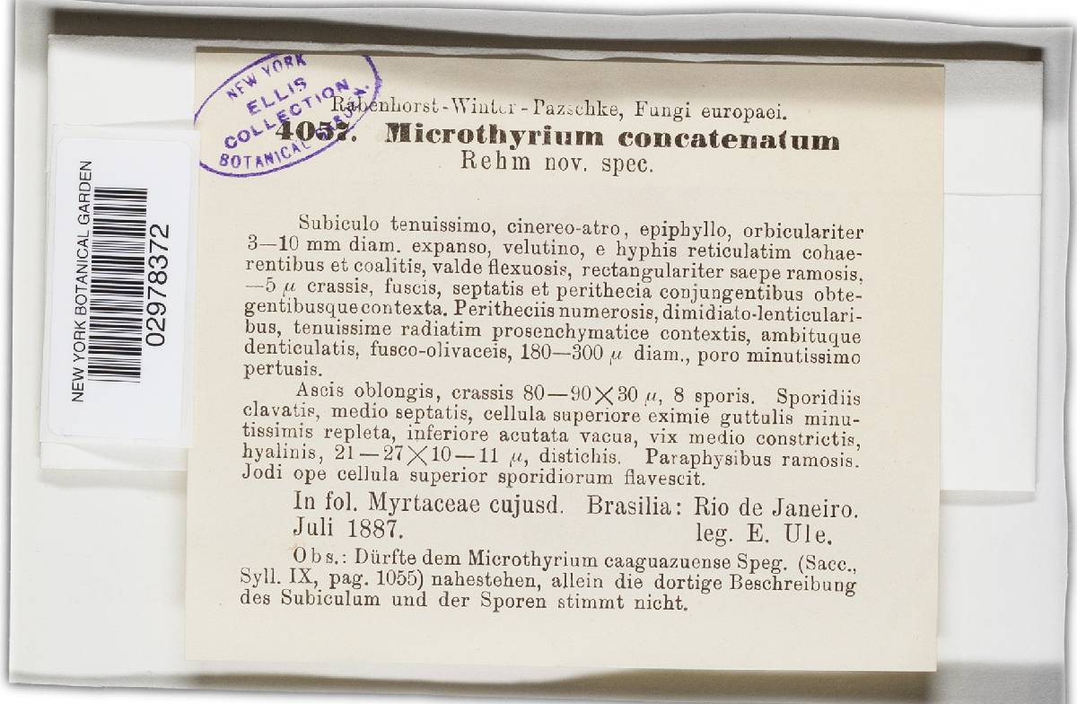 Microthyrium concatenatum image