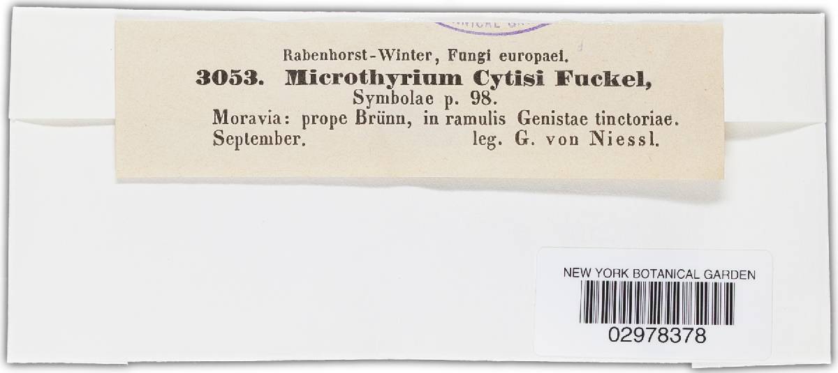 Microthyrium image