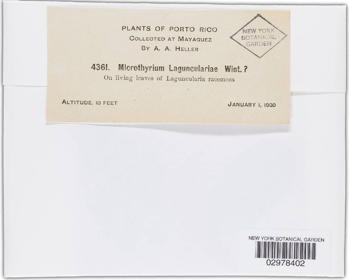 Microthyrium lagunculariae image