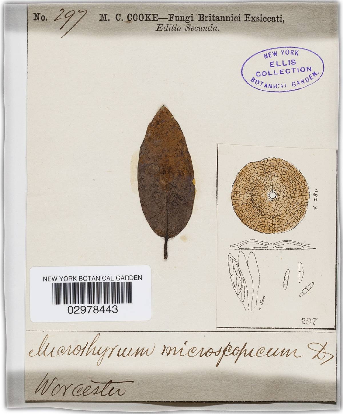 Microthyriaceae image