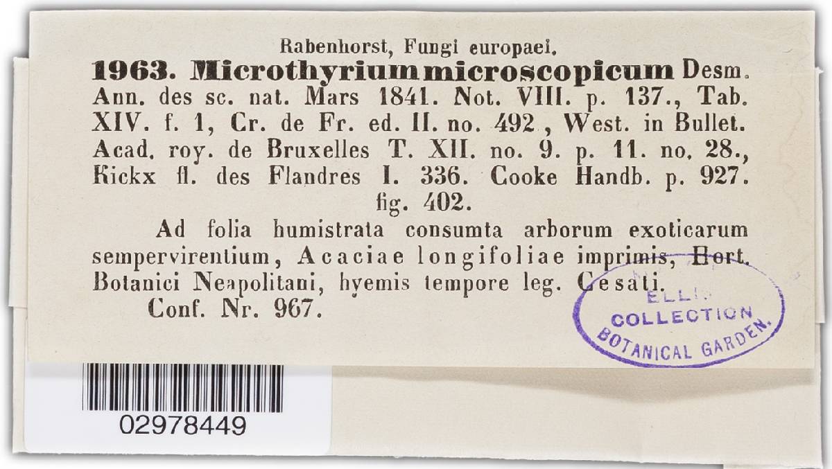Microthyrium microscopicum image