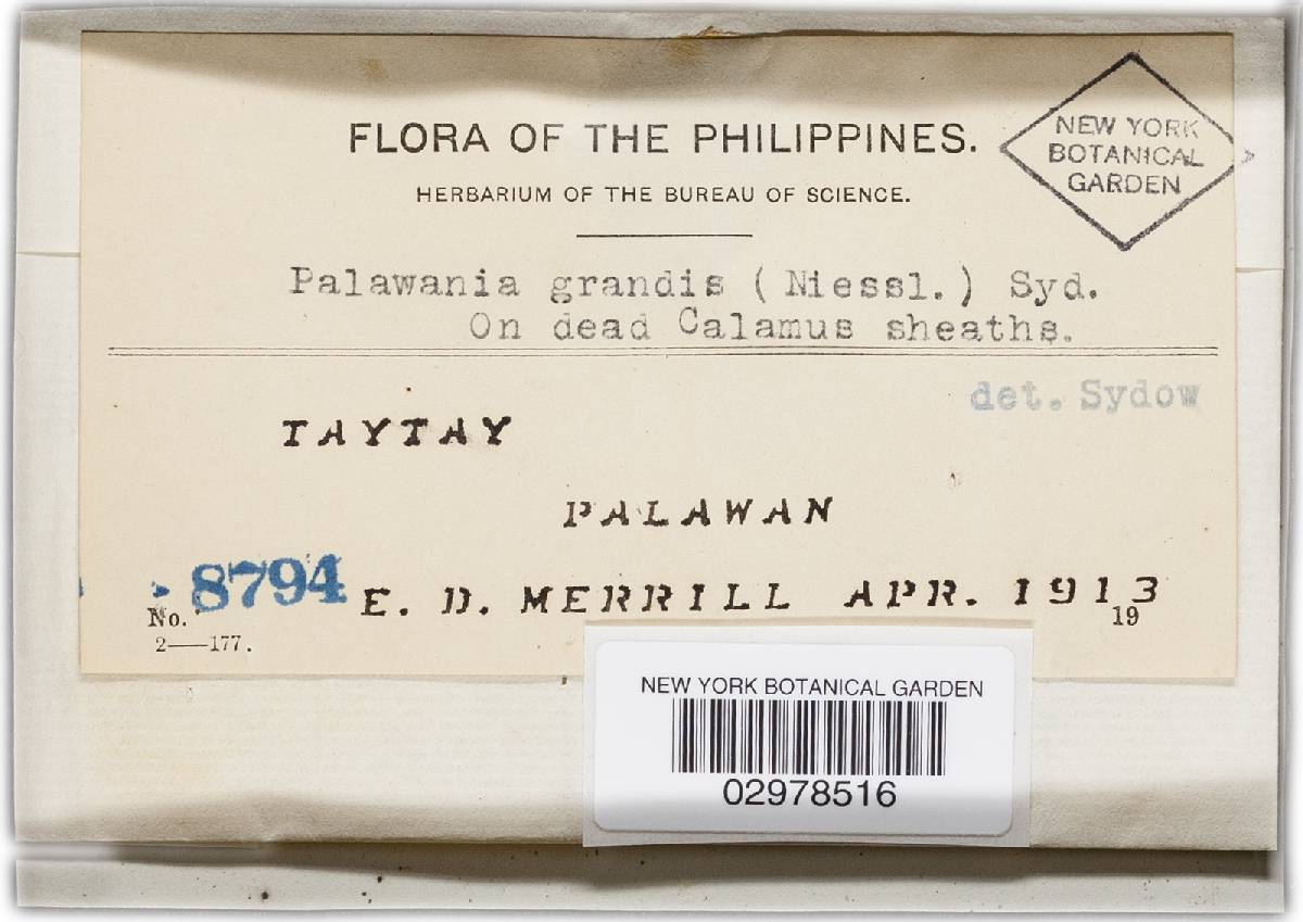 Palawania grandis image