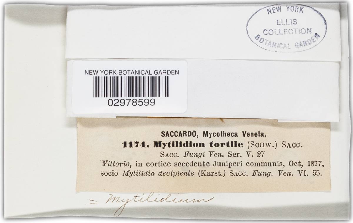 Mytilinidion tortile image
