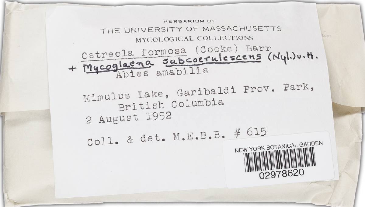 Ostreola image