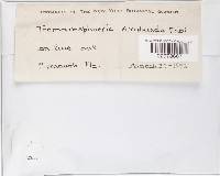 Trematosphaeria confusa image