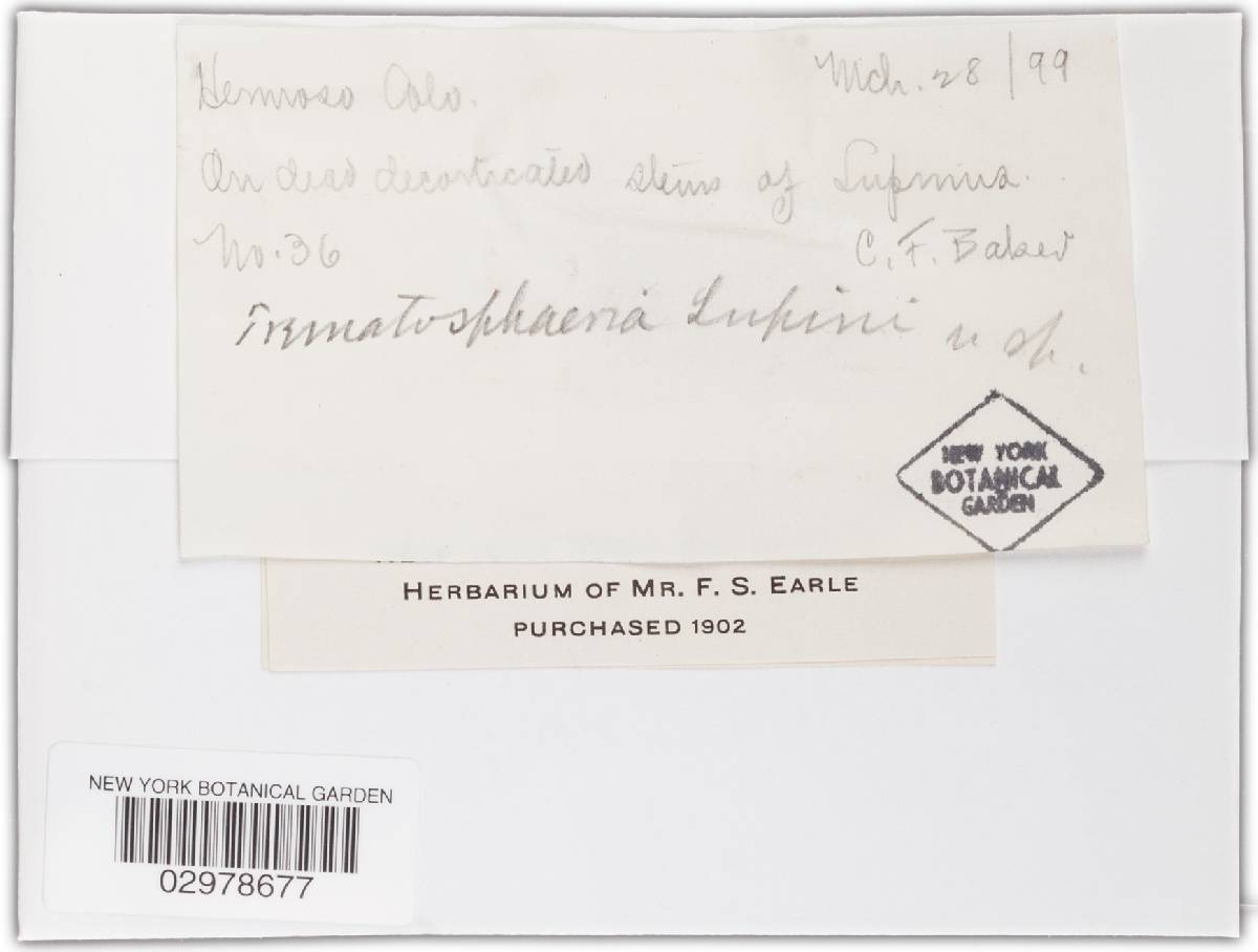 Trematosphaeria lupini image