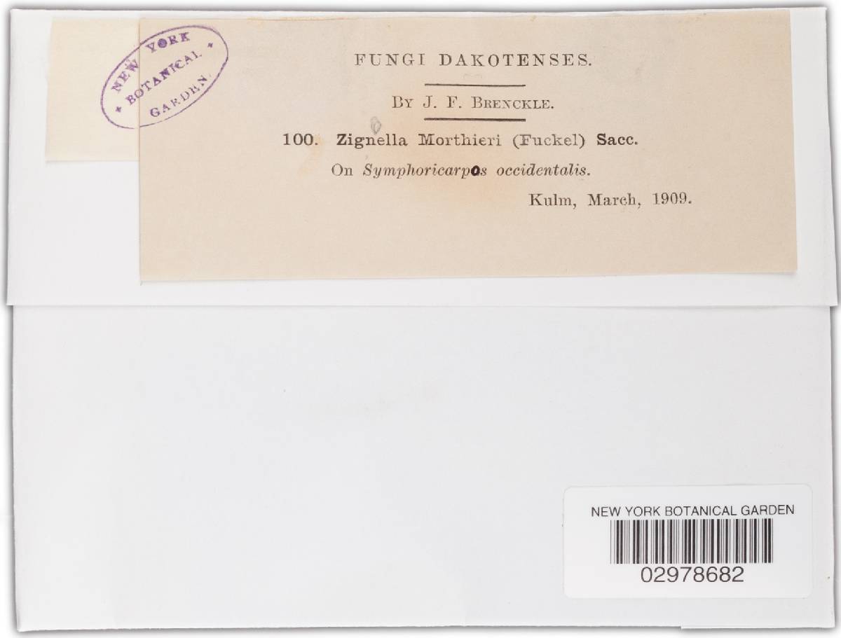 Trematosphaeria morthieri image