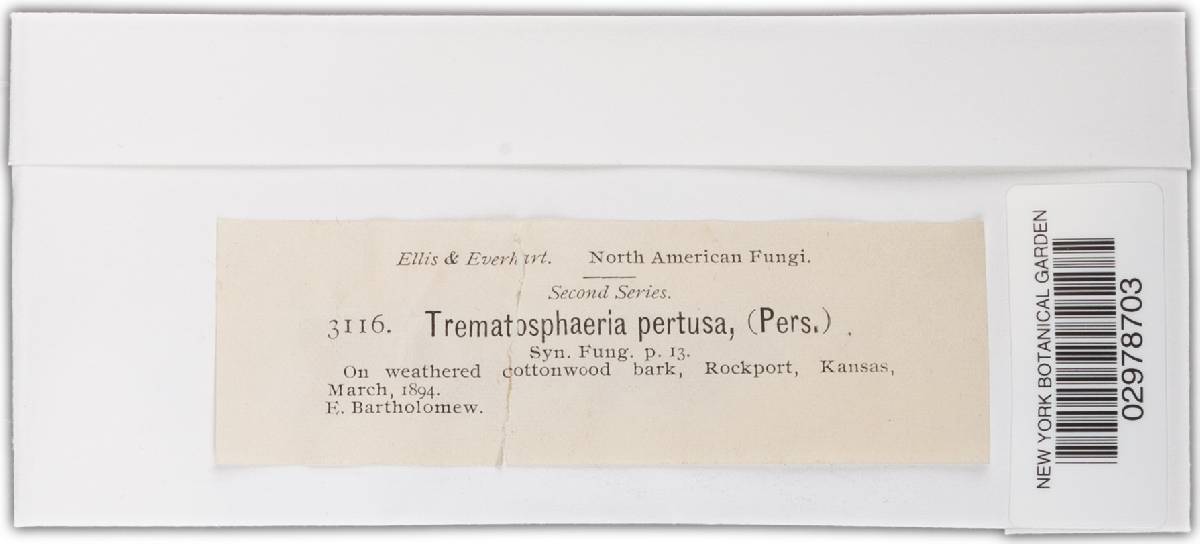 Trematosphaeria pertusa image