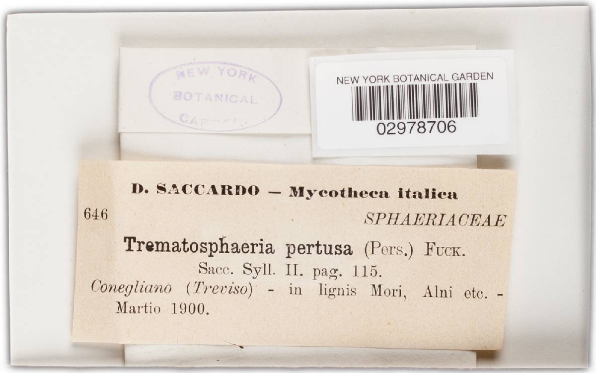 Trematosphaeria image