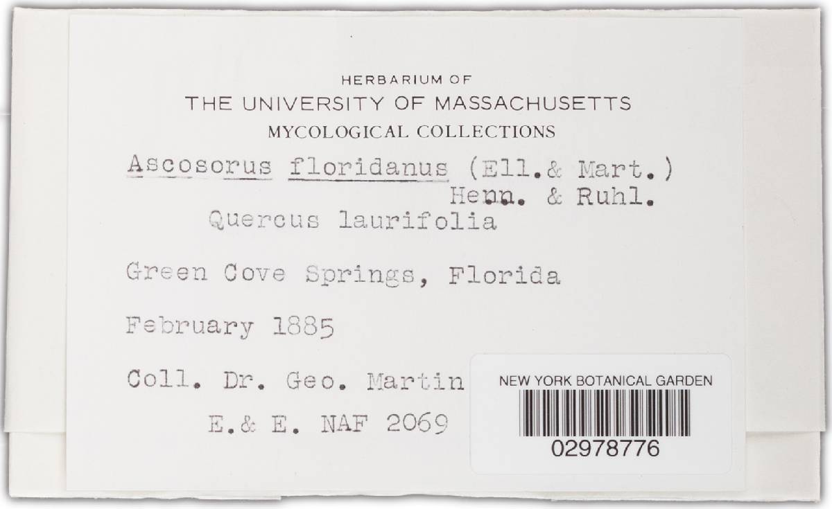 Ascosorus floridanus image