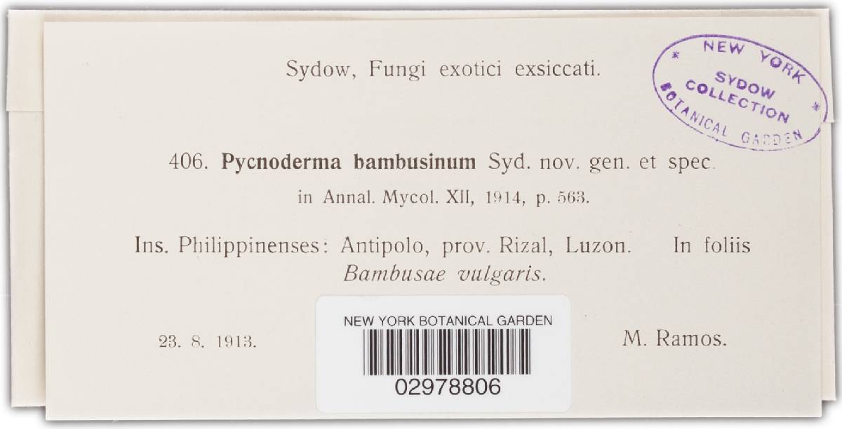 Pycnoderma bambusinum image