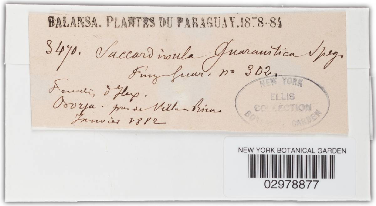 Saccardinula guaranitica image