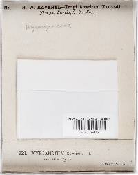 Myriangium curtisii image