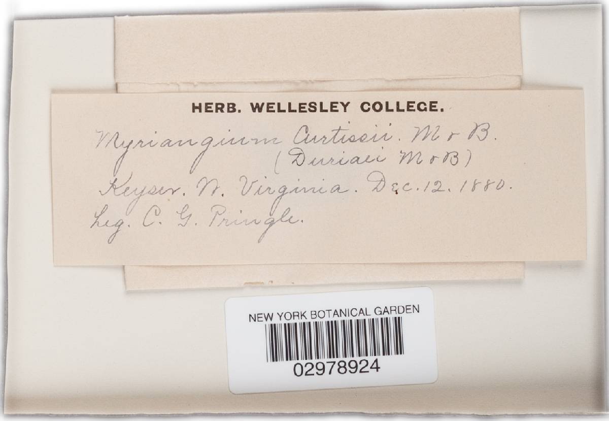 Myriangium duriaei image