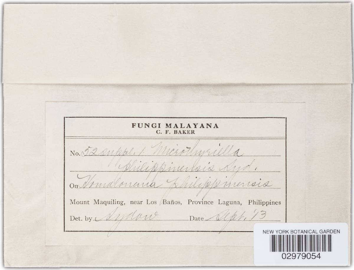 Microthyriella philippinensis image