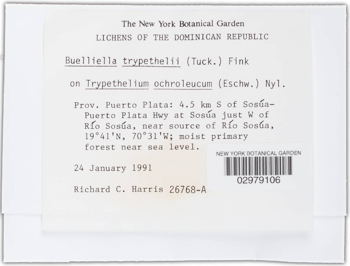 Buelliella trypethelii image
