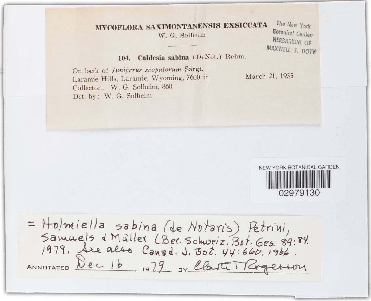 Holmiella sabina image