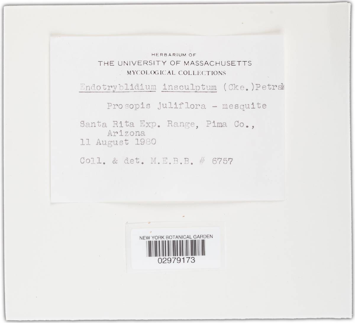 Endotryblidium insculptum image