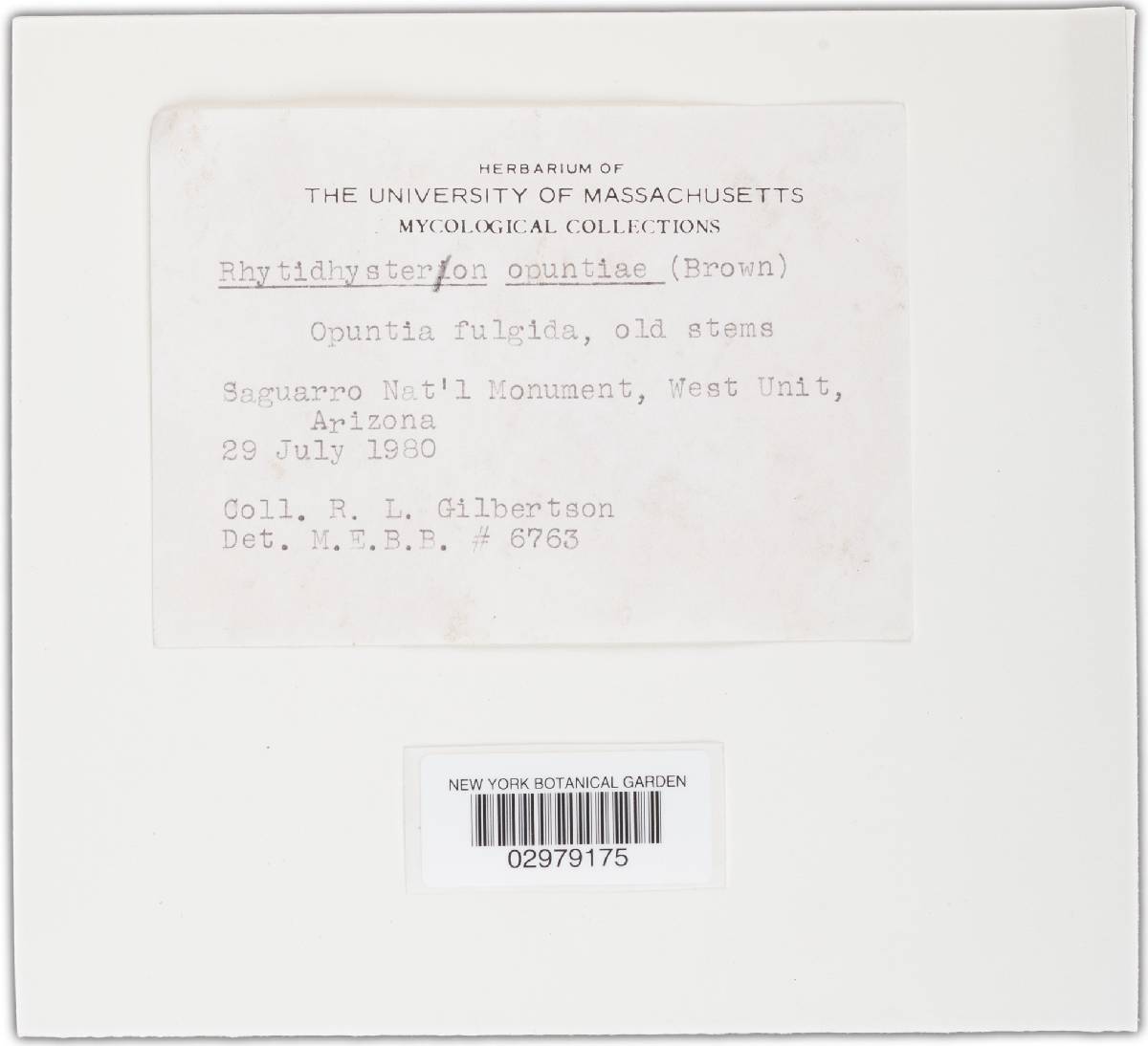 Rhytidhysteron opuntiae image