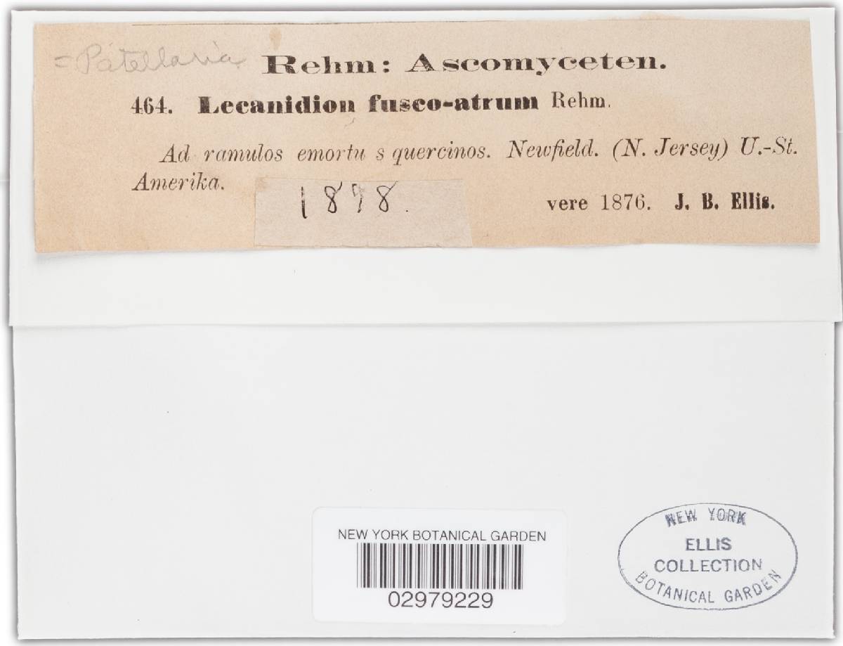 Lecanidion atrofuscum image