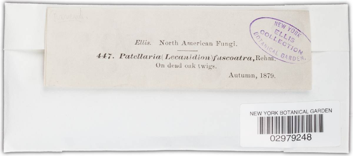 Lecanidion atrofuscum image
