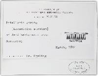 Patellaria atrata image