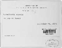 Patellaria atrata image