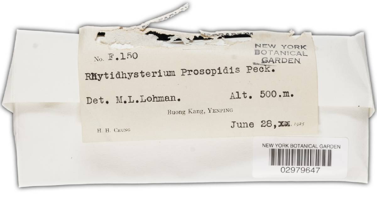 Rhytidhysterium prosopidis image