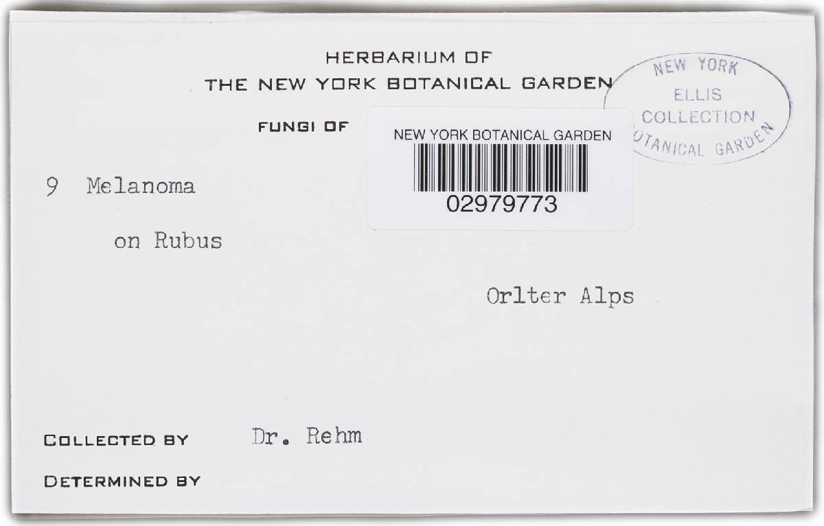 Melanomma rubicundum image