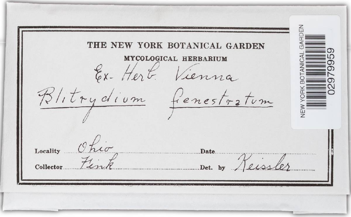 Tryblidaria fenestrata image