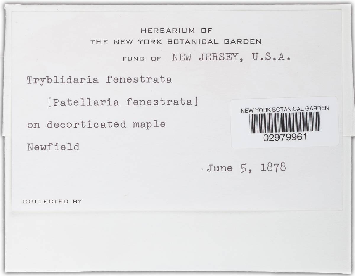 Tryblidaria fenestrata image