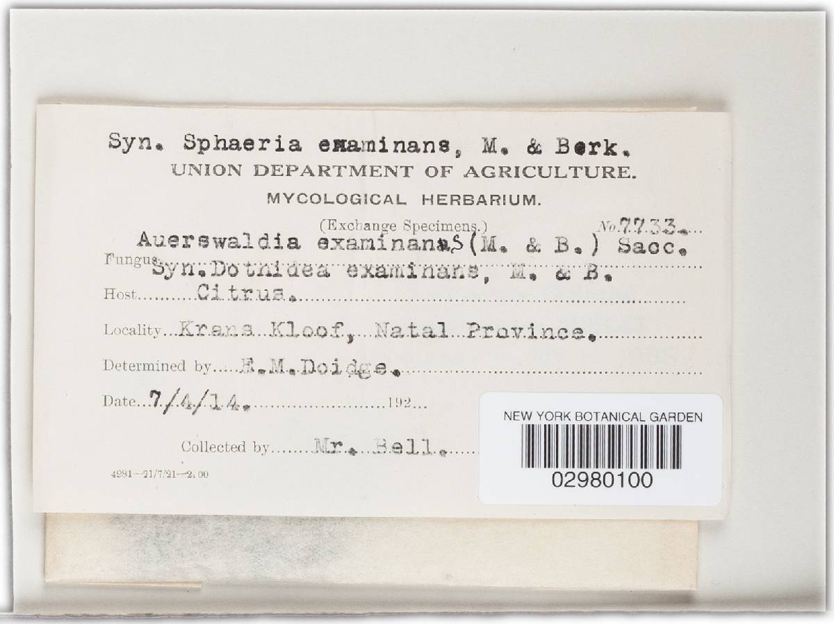 Bagnisiella examinans image